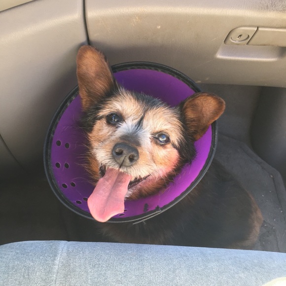 Time to gather some blues!! - Picture 7 of 7